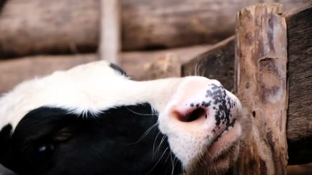 Muzzle black and white cow lies his head on the farmers hand close-up in the stall, slow motion. — Stock Video