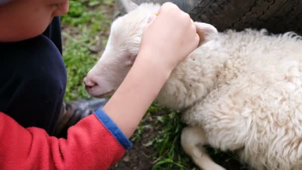 小男孩用花装饰羊羔, 孩子玩羊农场特写 — 图库视频影像