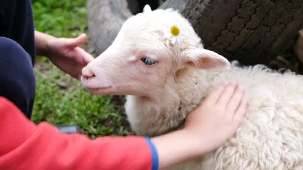 Маленький хлопчик погладжує ягня з квіткою, дитина грає з вівцею на фермі крупним планом — стокове відео