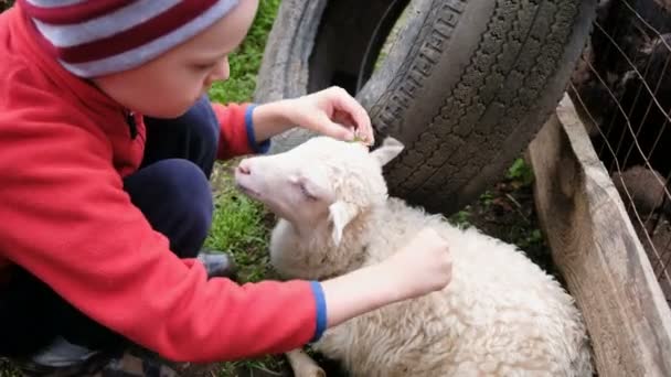 Little boy decorates a lamb with a flower, a child hugs with a sheep on a farm — Stock Video