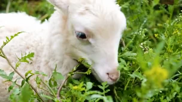 Cordeiro branco mastiga grama fresca em uma fazenda em casa — Vídeo de Stock
