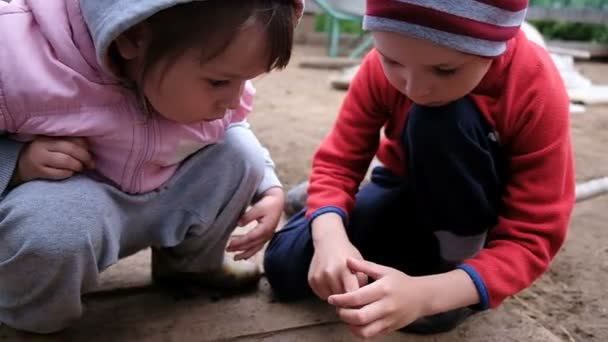 Kleine Kinder spielen mit einem Marienkäfer. Kinder behandeln Insekt auf der Hand, Zeitlupe — Stockvideo