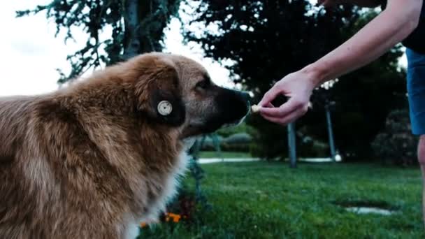 Mens voedt een straathond gechipt met een stukje brood. Guy geeft voedsel aan een zwerfhond — Stockvideo