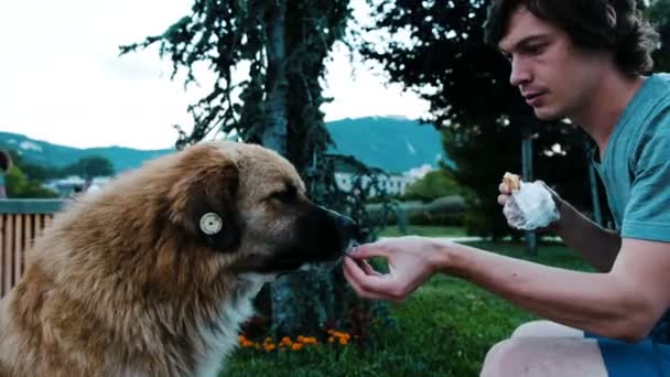 L'homme nourrit un chien errant avec un morceau de pain et de fromage. Un mec caressant un bon chien — Video