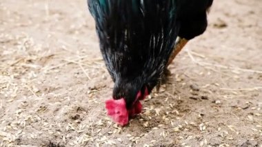 Siyah horoz gagalamaya buğday tahıllar ve onun pençeleri kumun üzerinde pul kırmızı tarak ile