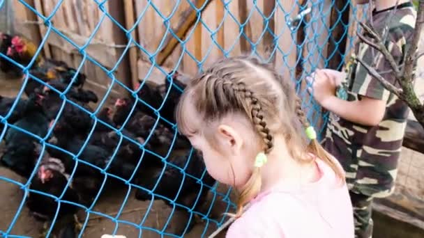 Small children look at hens and roosters in a cage on the farm — Stock Video