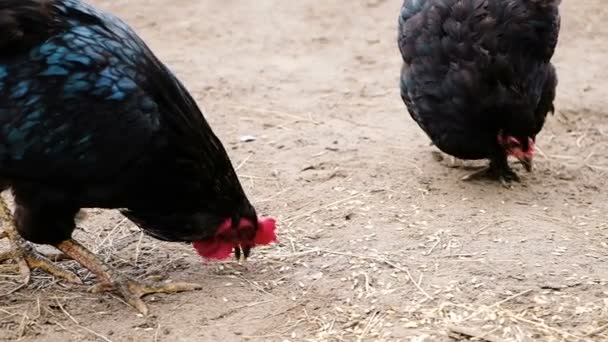 Прекрасный черный петух с красными гребешками и курицей, клюющей пшеничное зерно на песке . — стоковое видео