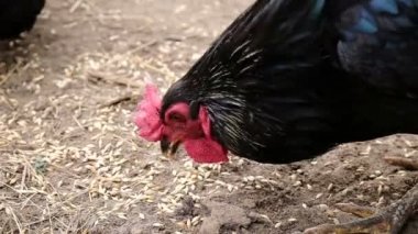 Horoz kırmızı tarak ve tavuk ile buğday taneleri üzerinde kum gagalar.