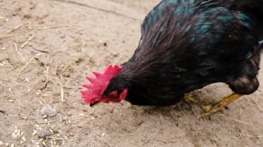 Kırmızı tarak ile güzel siyah horoz buğday taneleri ve pulları onun pençeleri üzerinde kum gagalar