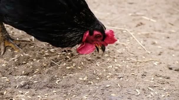 Rooster with red scallop pecks wheat grains on the sand — Stock Video
