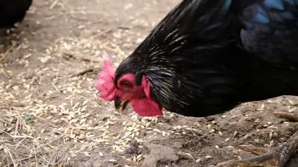 Coq aux pétoncles rouges et poulet picore grains de blé sur le sable 