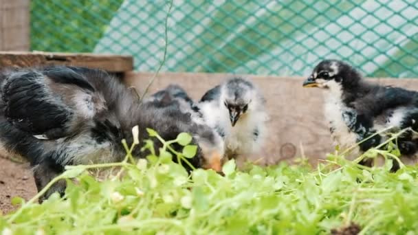 Pollitos picoteando hierba en una granja de pollos, cámara lenta — Vídeos de Stock