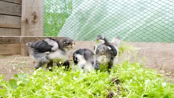 Petits poulets picorant de l'herbe dans une ferme de poulets . — Video