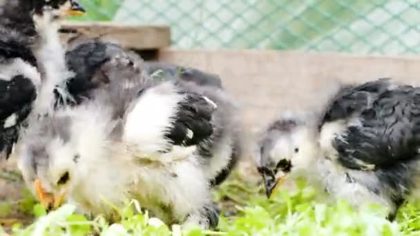 Pequenas galinhas bicando grama em uma fazenda de frango close-up . — Vídeo de Stock