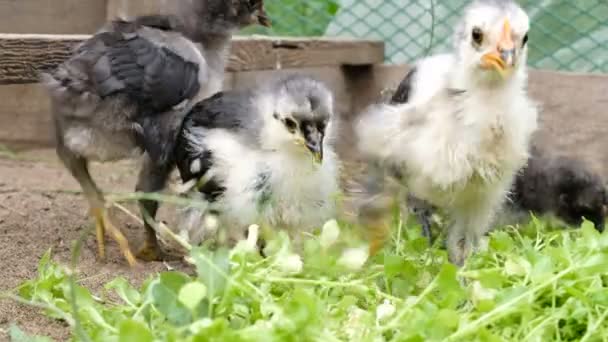 Little chickens pecking grass on a chicken farm, slow motion. Aggressive bird paws on the stern — Stock Video