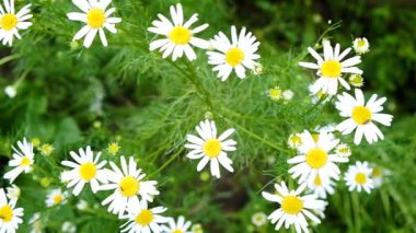 Alan papatyalar ağır çekim rüzgarda sway