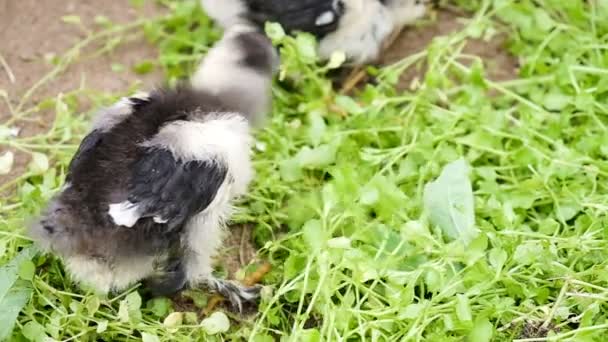 Petits poulets picorant de l'herbe sur une ferme de poulets gros plan, ralenti . — Video