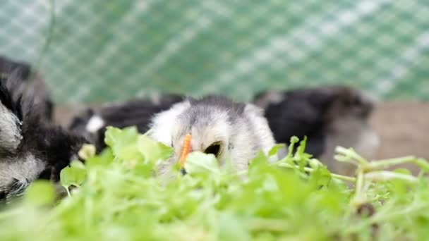 Schattige kleine kip besluipt gras close-up, slow-motion — Stockvideo