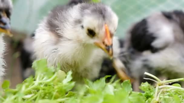 Pequenos bichinhos de frango bonitos e comer grama fresca close-up, câmera lenta — Vídeo de Stock