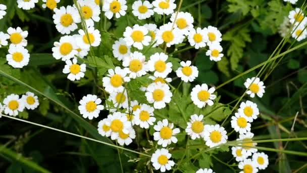 Chamomiles in de tuin zwaaien in de wind, slow-motion — Stockvideo