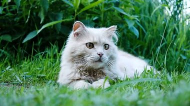 Kedi çömelmiş ve av yakın çekim, ağır çekim atlar