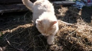 Kedi tuvalet için bir yer kazılar, onun pençeleri, ağır çekim samanla gömmek