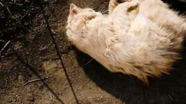 Bej renkli kabarık kedi çamur içinde de ve güneşte yavaş devinim basks