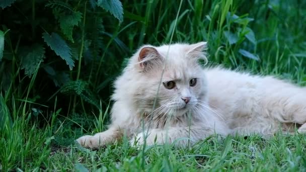 Belles chasses au chat et joue avec l'herbe près dans la nature, attrape avec ses pattes et sauts, ralenti 