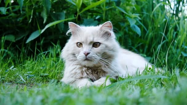 Γάτα που κρύβεται και εξετάζει προσεκτικά το θήραμα γκρο πλαν, αργή κίνηση — Αρχείο Βίντεο
