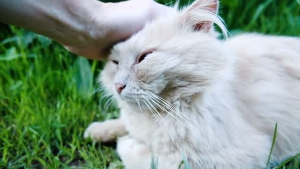 Man rolig strök en katt närbild, Slowmotion — Stockvideo