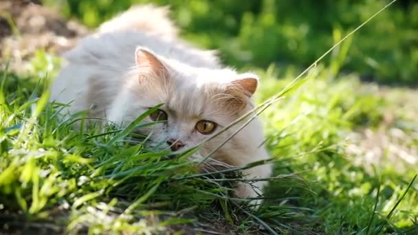 Бежевый кот-хищник охотится на траве, готовится и прыгает на солнце, замедленное движение — стоковое видео