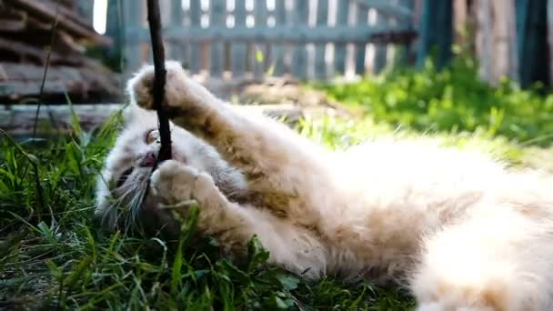 Hermoso gato doméstico juega y roe un primer plano palo, cámara lenta — Vídeos de Stock