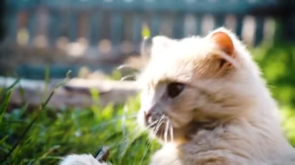 Katt biter och gnager stick närbild, Slowmotion — Stockvideo