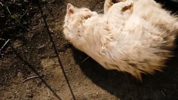米色蓬松猫沉迷在泥土和晒在阳光下, 慢动作 — 图库视频影像
