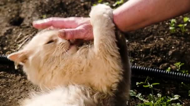 Kvinnlig hand lugnar bitande katt, beige fluffiga katten vältrar sig i lera och solar sig i solen, Slowmotion — Stockvideo