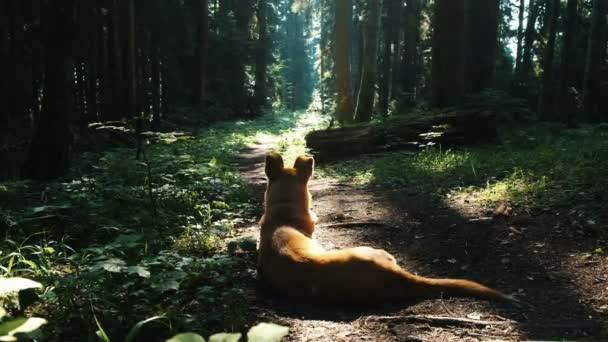 Σκύλος έγκειται και στηρίζεται σε ένα μονοπάτι μέσα στο δάσος, το καλοκαίρι κάτω από τις ακτίνες ήλιοι — Αρχείο Βίντεο