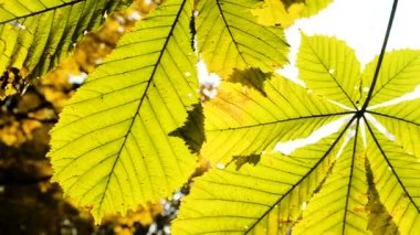Kestane, kamera hareketi yakın çekim yaprak arasında güneş. Ağır çekim.