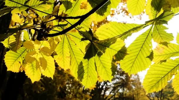 Raggi di sole brillano tra le foglie di castagno, il movimento della fotocamera primo piano. Rallentatore — Video Stock