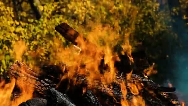 Fogueira queimando na floresta no outono contra o fundo de folhas de outono amarelo fechar, fogo câmera lenta — Vídeo de Stock