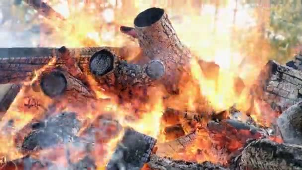 Костёр горит в лесу осенью, палки в огонь крупным планом — стоковое видео