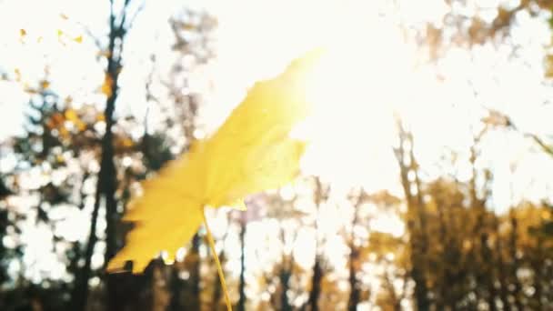 Femme filant la feuille d'érable jaune tombée à la main gros plan 