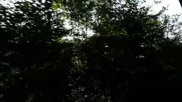O sol brilha entre as árvores, a vista de um trem ou carro em movimento — Vídeo de Stock