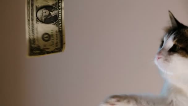 Casa gato capturas pata dólar factura, jugando moneda — Vídeo de stock