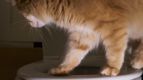 Gato rojo mira en el inodoro, camina en el borde del inodoro — Vídeos de Stock