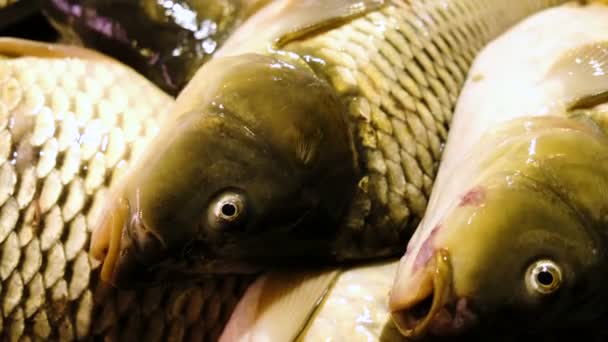 Live carp lie on the counter of the store and breathe gills, close-up
