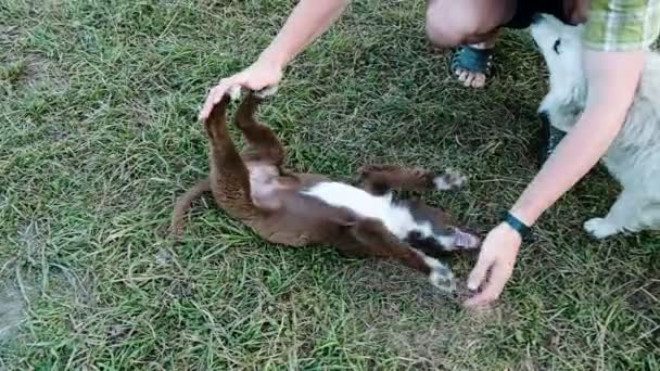 Homem brincando com um filhote de cachorro em um acampamento, câmera lenta — Vídeo de Stock
