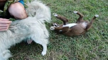 Doğada, ağır çekim Sevimli köpekleri ile oynayan adam