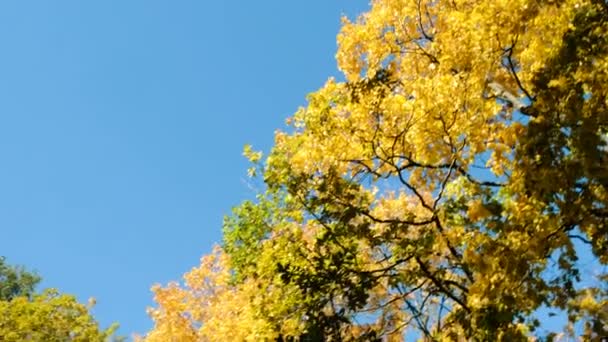 Arbres jaunes dans la forêt d'automne contre le ciel bleu, mouvement de la caméra et espace de copie 