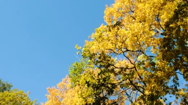 Žluté stromy v podzimním lese proti modré obloze, pohyb kamery a kopírovat prostor — Stock video