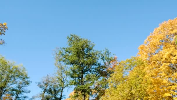 Alberi gialli nella foresta autunnale contro il cielo blu, movimento della fotocamera e spazio copia — Video Stock